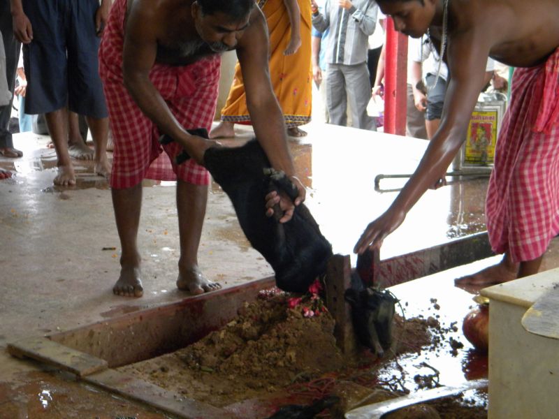 The traditional offering rite in the courtyard Of Maa Tripureshwari's Temple