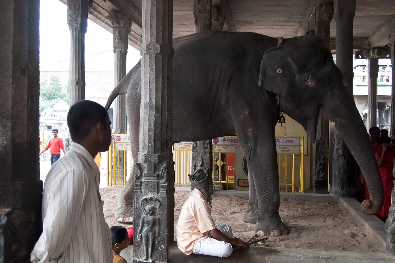 The Temple elephant blessing devotees inside Arunachaleswarar Temple, Tiruvannamalai