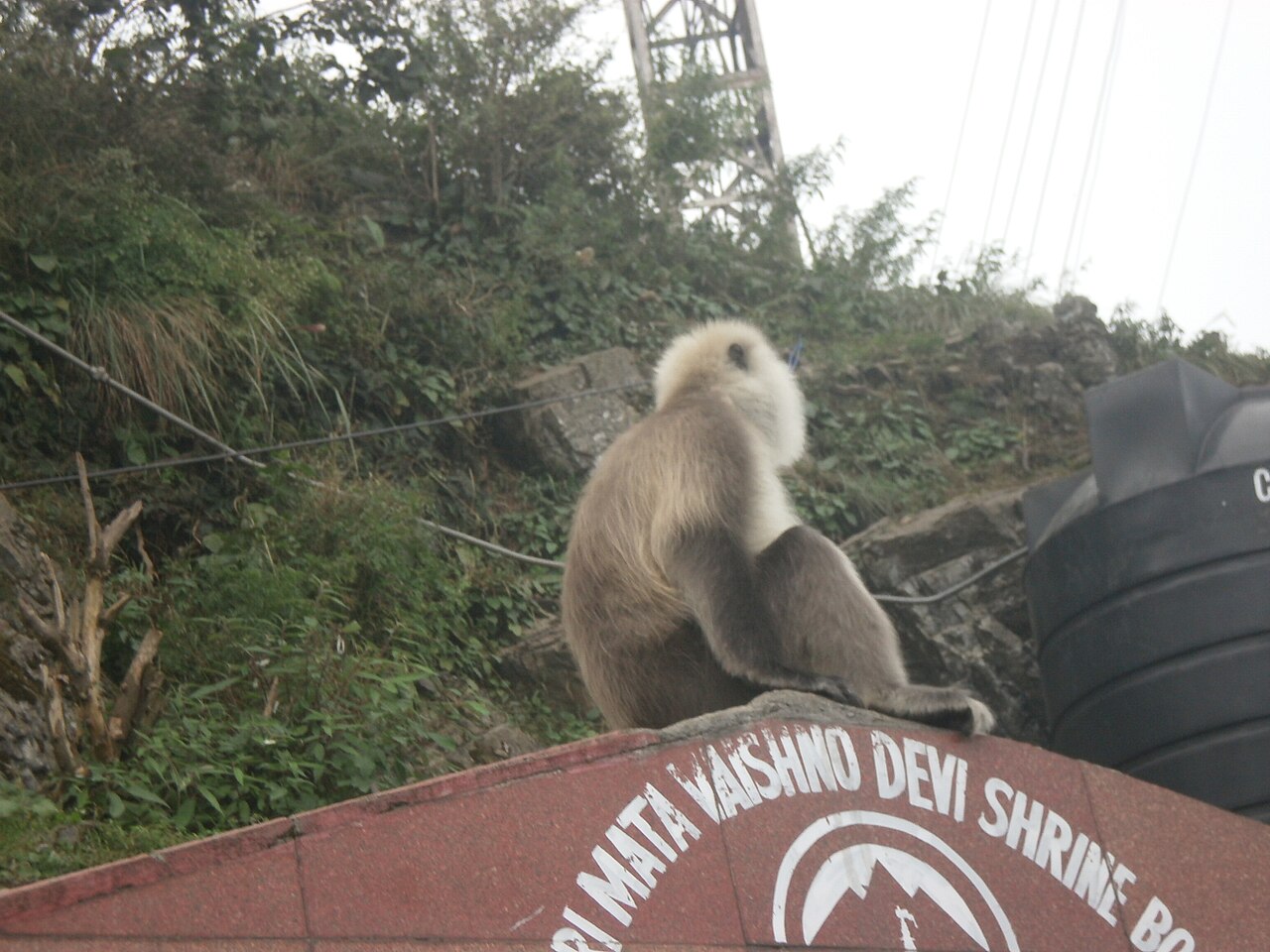 Maa Vaishno Devi Temple, photograph 1