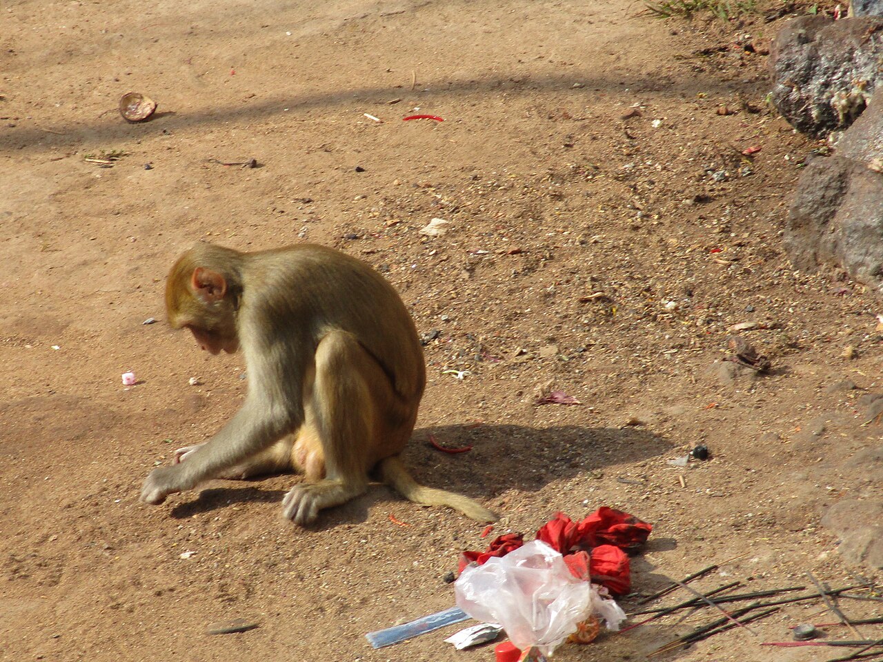 A monkey rests on the Temple hill Of Maa Tara Tarini