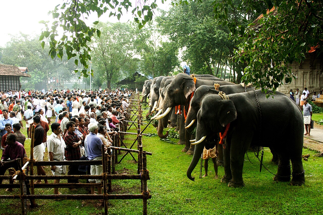 Elephants lined up to be fed by devotees and priests at the Aanayoottu ceremony, Vadakkunnathan Temple