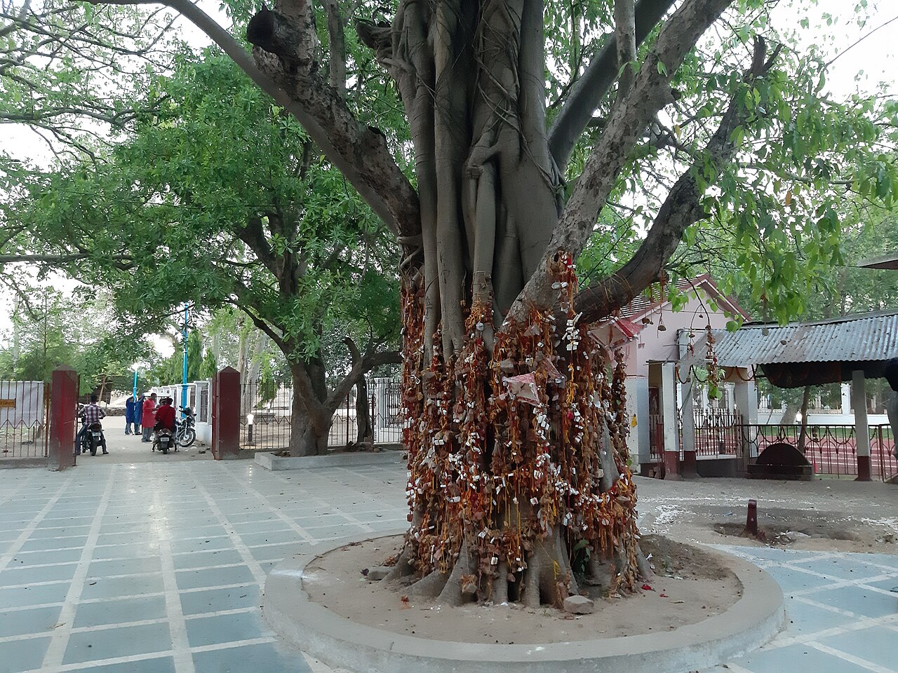 The old banyan tree at Kankalitala, shading pilgrims who come To Maa Devgarbha