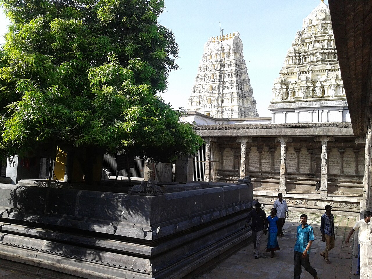 The sacred mango tree on its stone plinth behind the sanctum of Ekambareswarar Temple, with gopurams beyond