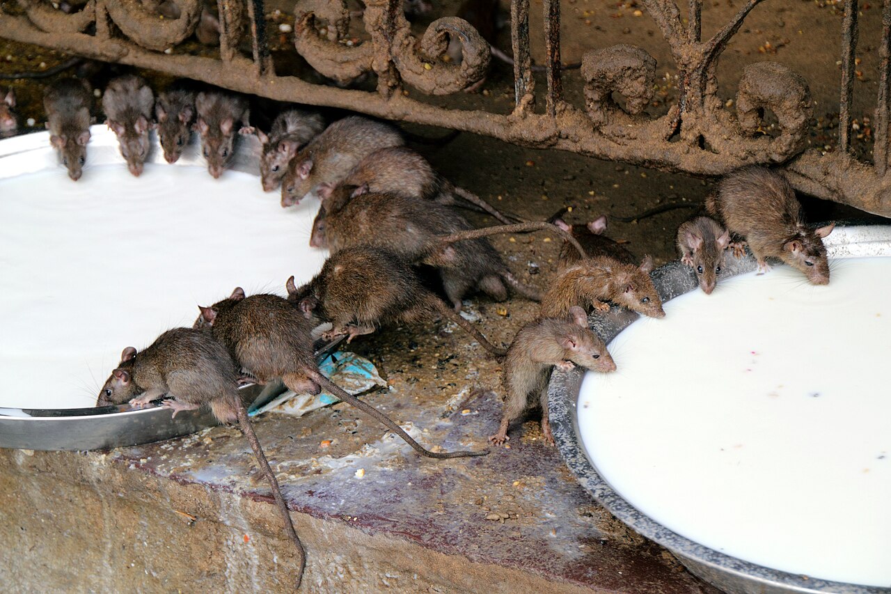 Kabas gather at a wide bowl of milk in the courtyard of Maa Karni Mata Temple, Deshnoke