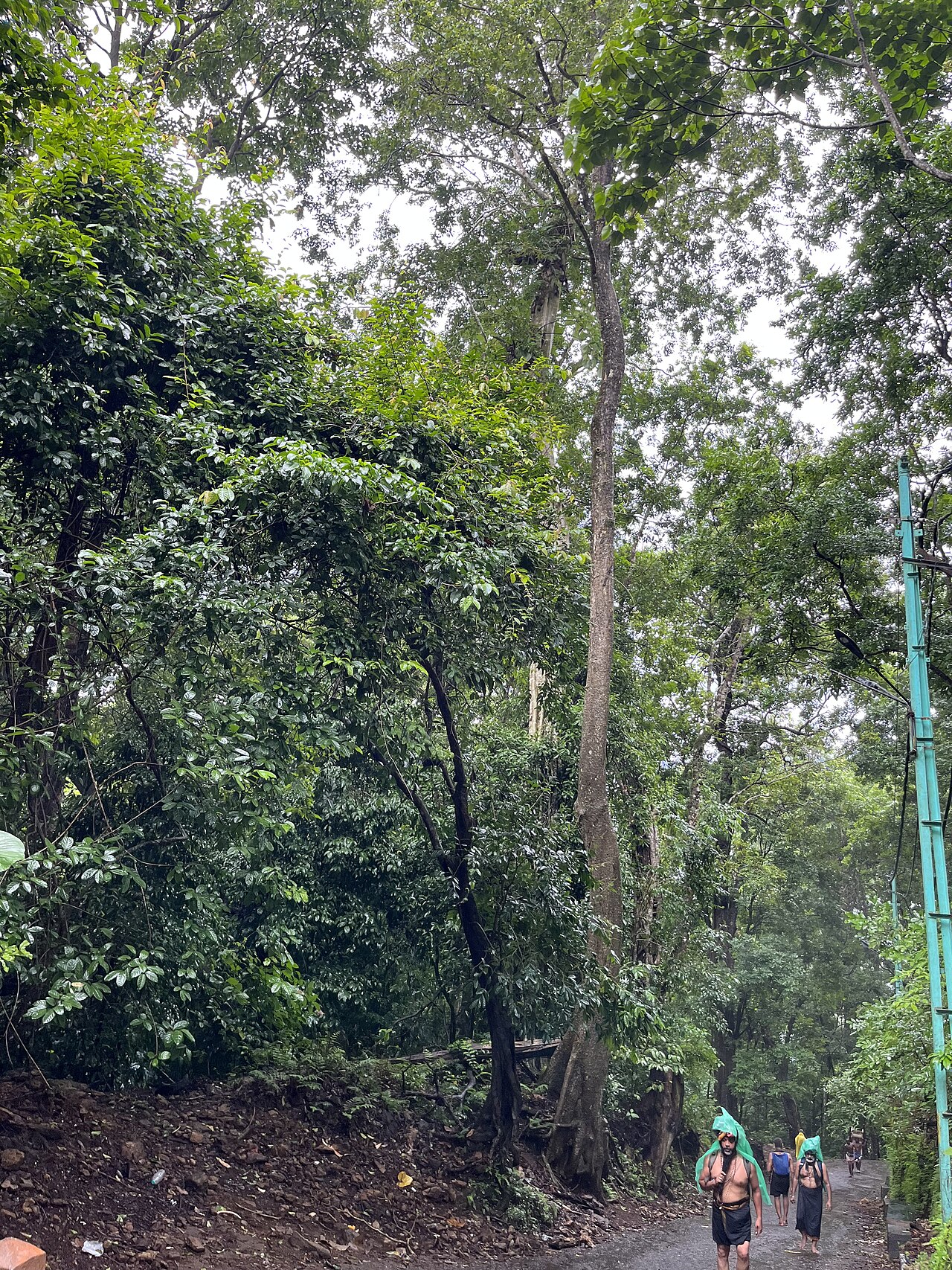 Pilgrims trekking the forest path through the Periyar Tiger Reserve toward the Sabarimala Temple